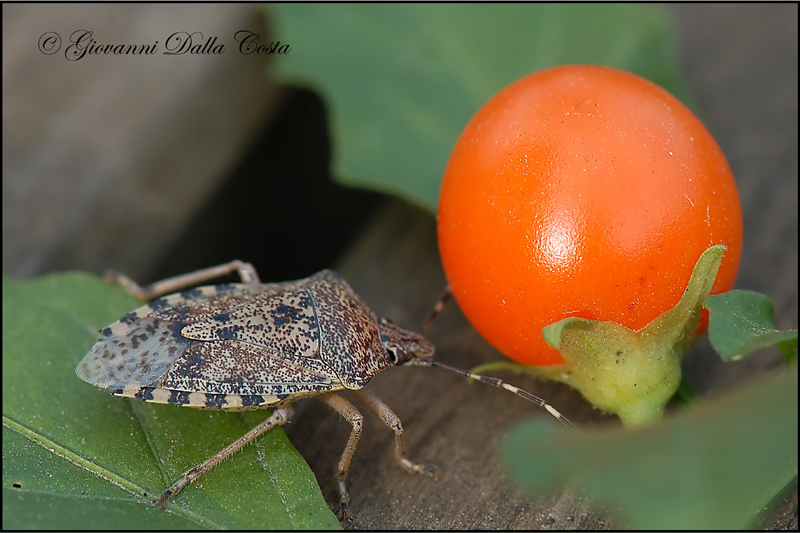 da identificare: Rhaphigaster nebulosa (Pentatomidae)